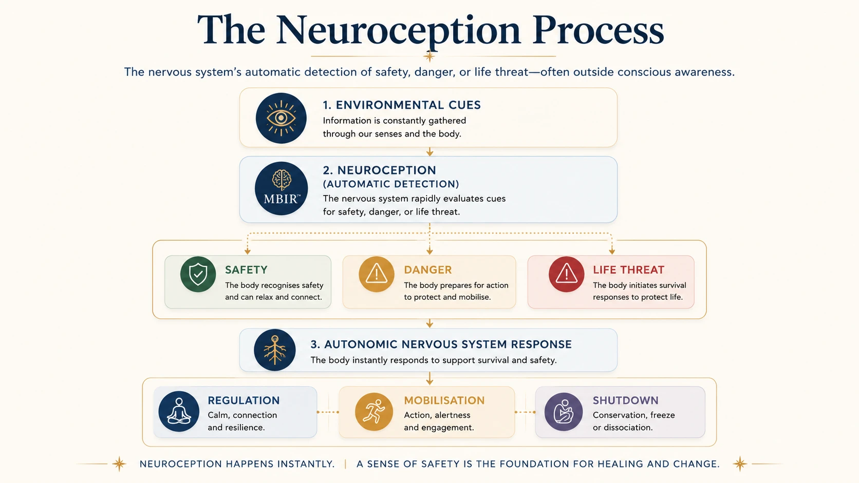 The Neuroception Process showing how environmental cues are automatically assessed by the nervous system, leading to autonomic responses including regulation, mobilisation or shutdown.