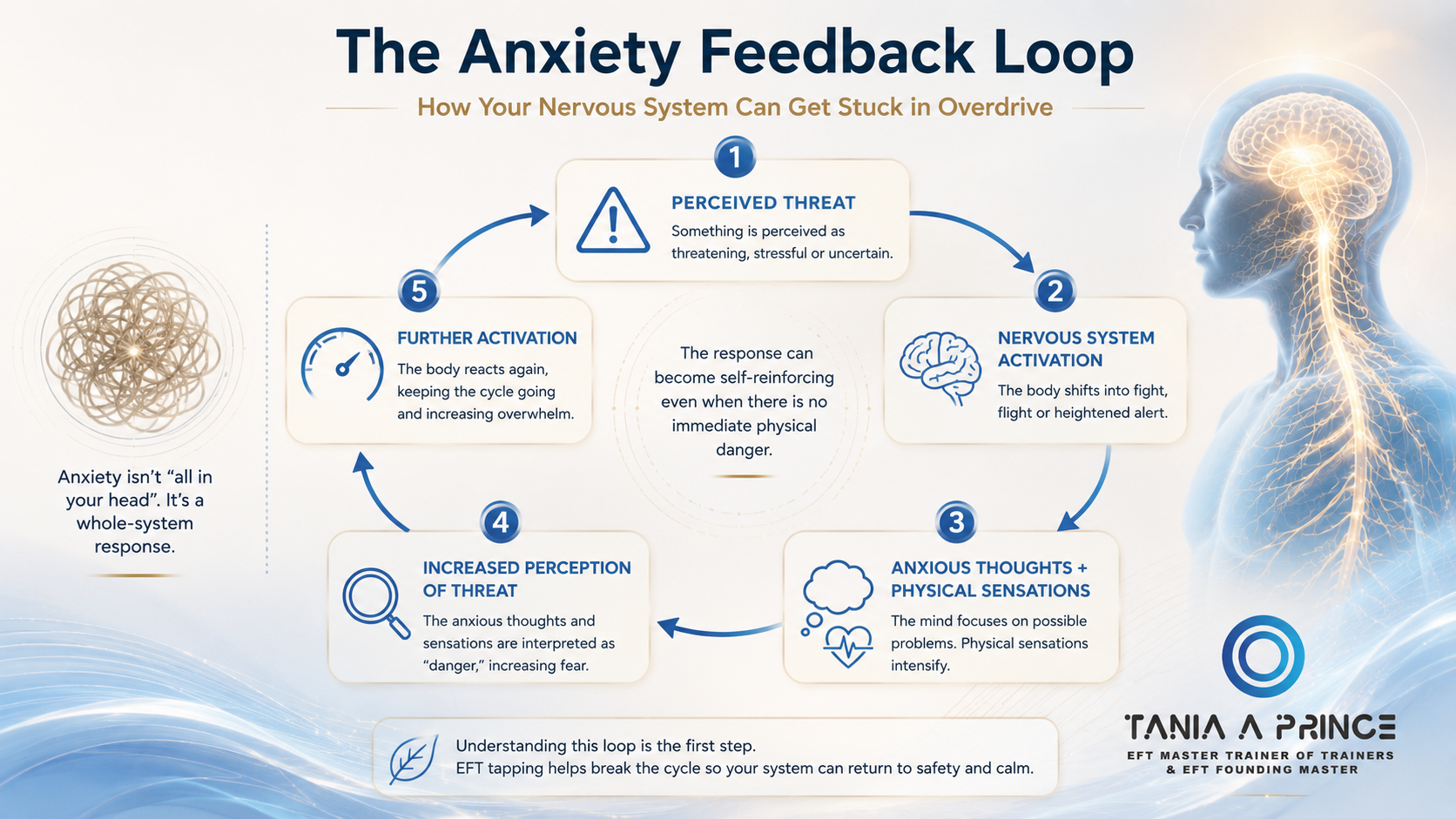 The Anxiety Feedback Loop Anxiety nervous system feedback loop showing threat, activation and anxious thoughts